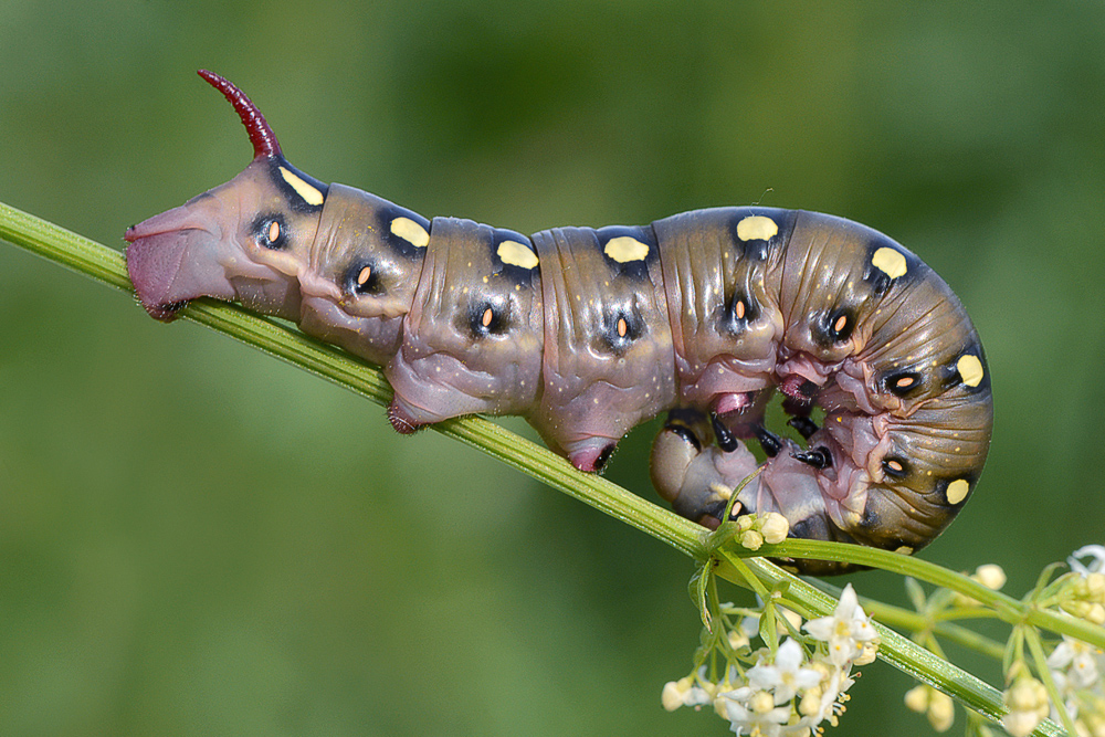 Free photo: Hawk Moth Caterpillar - Bug, Caterpillar, Grass - Free Download - Jo