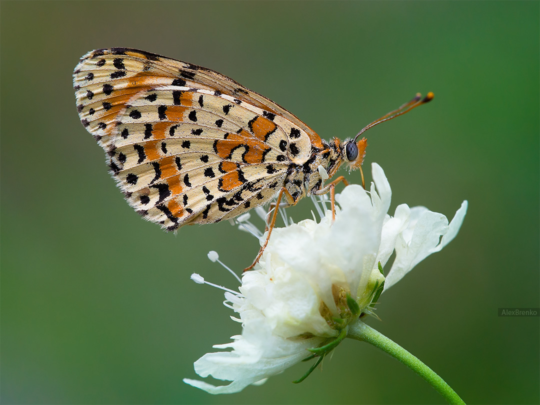 Фотокаталог членистоногих: Шашечница Авриния (Euphydryas aurinia)