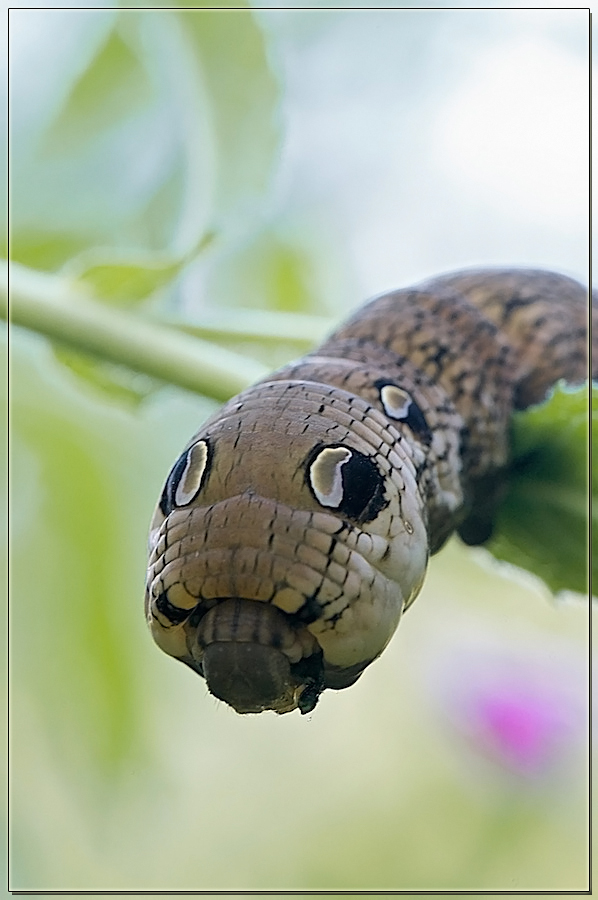 Сообщество любителей и знатоков бабочек Polilla, Libelulas, Artropodos