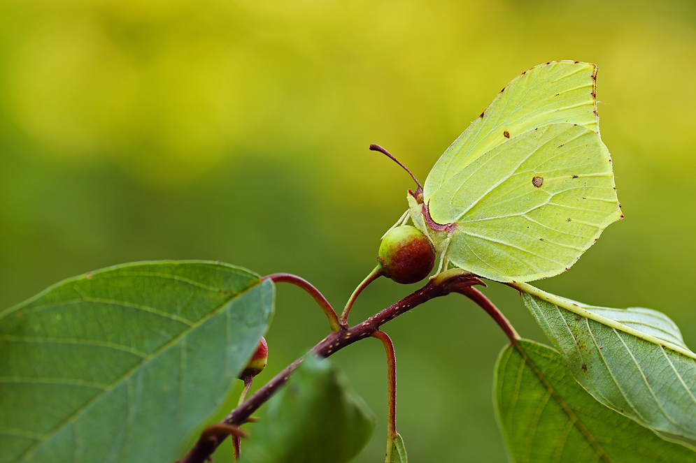 Бабочка лимонница сидит на бруснике