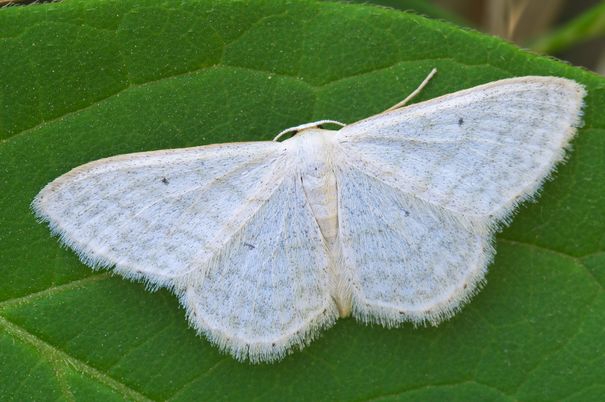 Россия на фото Пяденица белополосая (Epirrhoe alternata)
