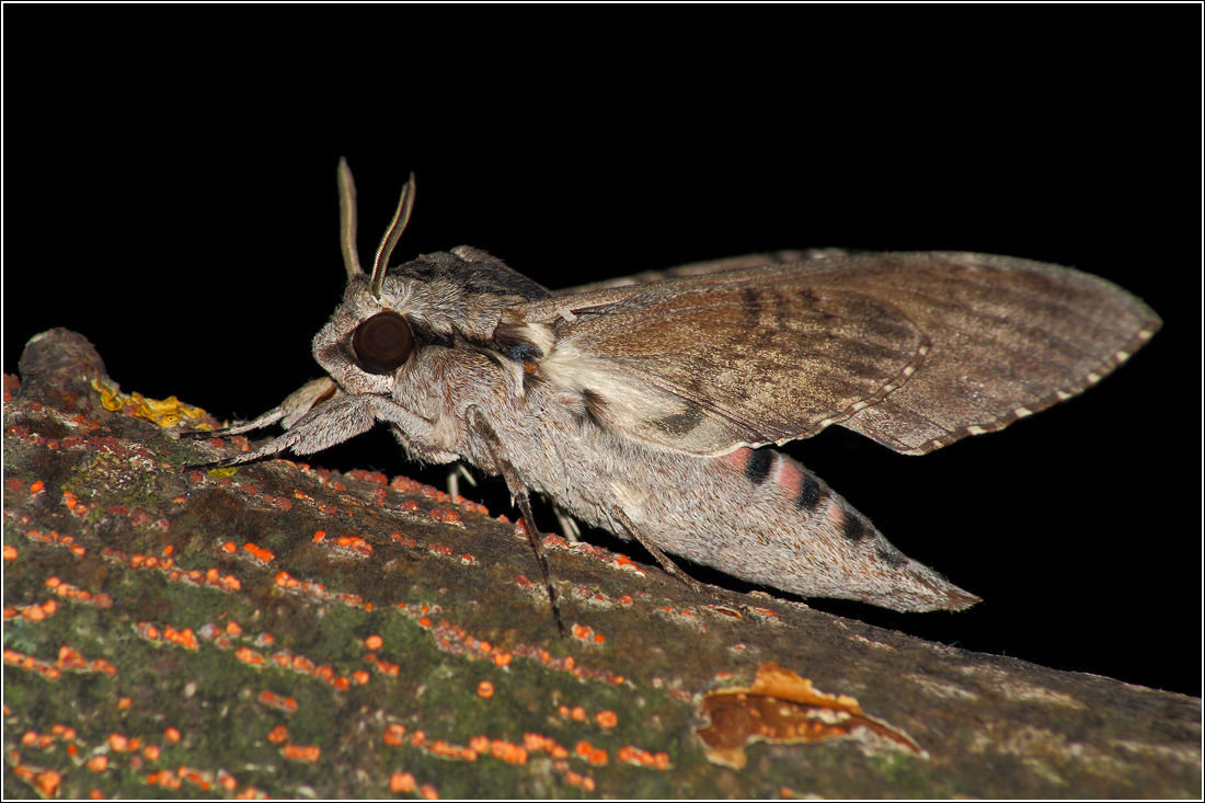 Photo #25891: Agrius convolvuli