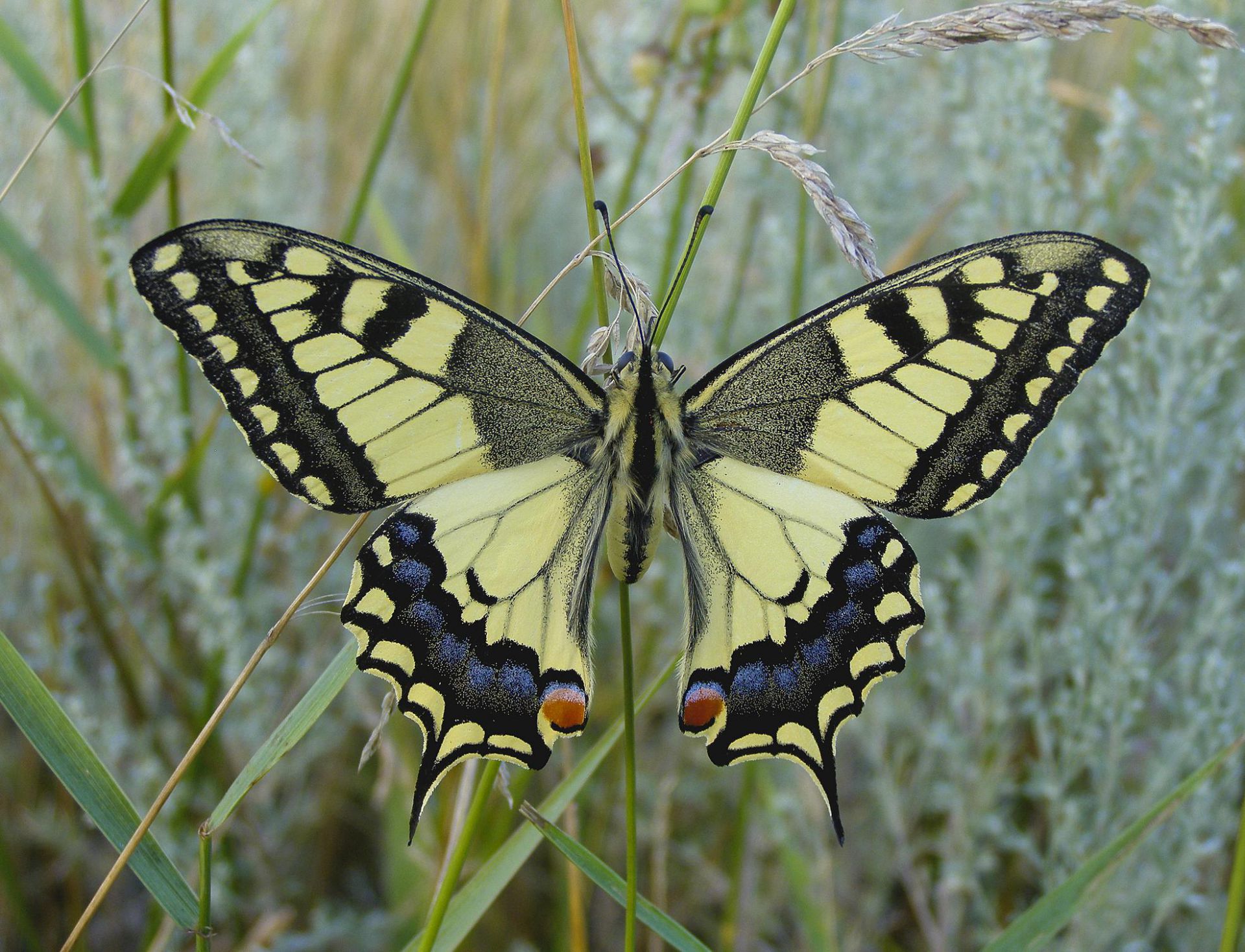 Покажи где бабочка. Махаон (бабочка). Мадагаскарская бабочка Махаон. Papilio Machaon. Бабочка Махаон Адмирал.
