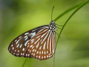 ---Ceylon-blue-glassy-tiger---_-_-_-_Idiopsis-similis_.jpg