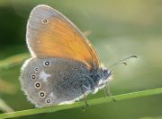 -_-_Coenonympha-glycerion_.jpg