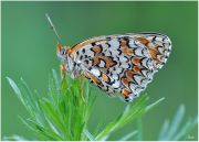 18_Melitaea_phoebe_2010_086.jpg