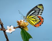 A-Sweet-Instant_Delias-eucharis-butterfly_Ritam-900.jpg