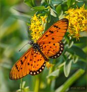 Acraea-terpsicore_Tawny-coster-butterfly_Ritam-W.jpg