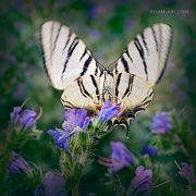 Angel-In-Prayer_Ritam-W.jpg