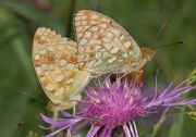 Argynnis_mating_s_.jpg