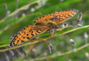 Argynnis_paphia_3558.jpg