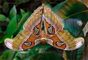 Attacus-atlas-butterfly_Ritam-W.jpg