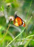 Bathing-in-the-Sun-Rays_Danaus-chrysippus-butterfly_Ritam_sm.jpg