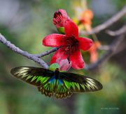 Birdwing-butterfly-spread_Ritam-W.jpg