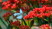Blue-and-Red_Wanderer-butterfly_Ritam-W.jpg