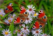 Butterfly-Paradise_Peacock-Inachis-io_Ritam-W.JPG