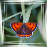 Butterfly15.jpg