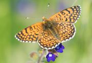 Butterfly_20150521-01-1200.jpg