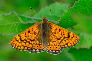 Butterfly_20160502-01-1200.jpg