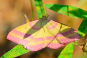 Butterfly_20160528-01-1200.jpg