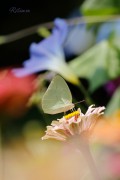 Butterfly_Beauty_-_Ritam_W.jpg