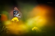 Butterfly_Realm_-_Ritam_W.jpg