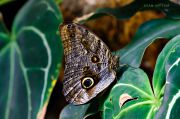 Caligo_Owl-butterfly_Ritam-W.jpg