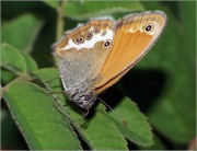 Coenonympha-arcania.jpg