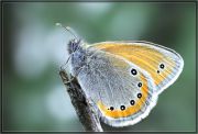 Coenonympha_leander.jpg