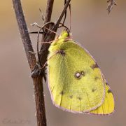 Crimean_yellow_butterfly_Colias_on_the_dry_grass_in_the_autumn.jpg