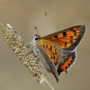 D2X_8176_Lycaena_phlaeas.jpg