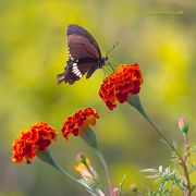 Dainty-Beauty_Papilio-polites_Ritam-W.jpg