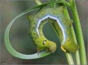 Daphnis_nerii_L_larva.jpg