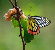 Delias-eucharis-butterfly_Jezebel_Ritam-W.jpg