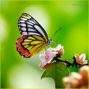 Delias-euharis-butterfly_Ritam-900.jpg