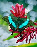 Emerald-swallowtail_Papilio-palinurus_Ritam-W.jpg