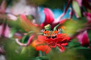 Fairy_Garden_-_Ritam_W.jpg