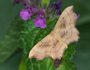 GEOMETRIDAE_2008_08_01_065.jpg