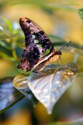 Graphium-agamemnon-butterfly_Ritam-W.JPG