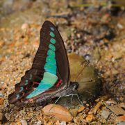 Graphium_sarpedon_KhaoSok_DSC_3958.jpg