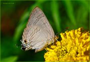 Hvostatik-Butterfly_on_a_yellow_flower_on_green_background_Ritam-800.jpg