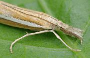 IMGP5526_v3_Agriphila_tristella.jpg