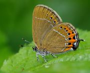 IMGP7106-7_fr_v4_Satyrium_pruni.JPG