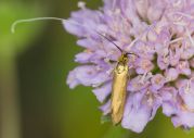 IMG_1031_Nemophora_metallica-12_cr.jpg