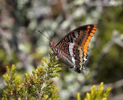 IMG_3760_9_Charaxes_jasius.JPG