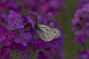 IMG_3982_edit1.jpg