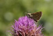IMG_4865r.jpg