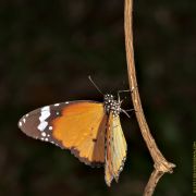 IMG_7859butterfly.jpg