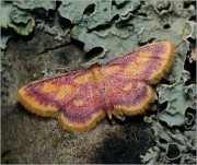 Idaea-muricata-2011.jpg