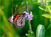 In-Green-Gardens-of-India_Danaus-genutia-butterfly_Ritam-1280.JPG